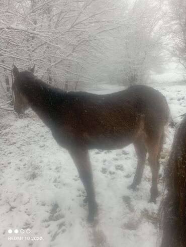 Лошади, кони: Продаю | Кобыла (самка) | Для разведения — 5