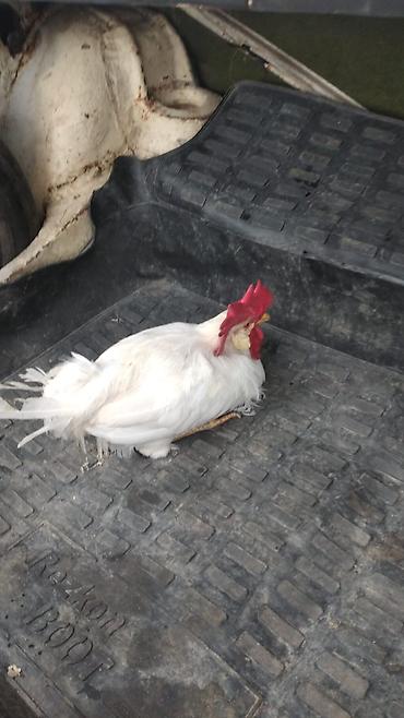 heyratı fərə: Xoruz, il: 1 — 2