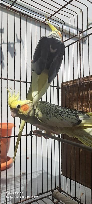 qus sesleri: Nymph paraketləri (Kakadututu) – cüt - Növ: Nymph paraket (cockatiel) — 3