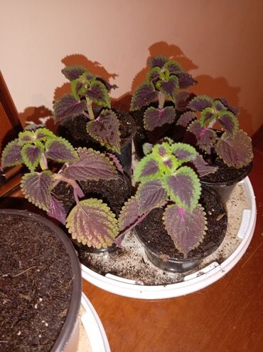 Otaq bitkiləri: Qırmızı poinsetiya (Atatürk çiçəyi) və dekorativ koles (Coleus) — 5