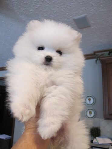 İtlər: Şpitz, 2 ay, Dişi — 8