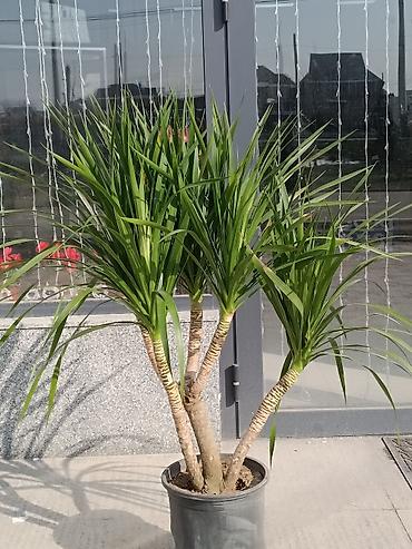 Другие комнатные растения: ПРОДАЮ КОМНАТНЫЕ РАСТЕНИЯ! 🌱 Бамбук — 3000 сом 🌳 Бонсай — 4100 сом 🌳 — 30