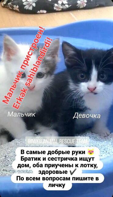 котята в баку: Самка, В добрые руки