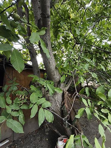 скупка дерево орех: Продам ореховое дерево под распил. Возраст дерева: 30+ лет. Только — 1