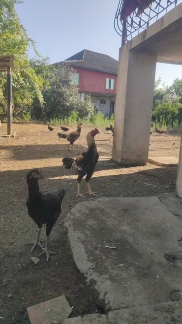 İtlər: Heyrati beceler satilir 60 azn