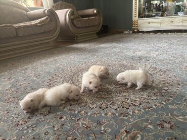 İtlər: Şpitz, 1 ay, Erkek