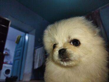 японская собака акита: Продается чистокровный щенок Пекинеса мальчик.Окрас белый Возраст