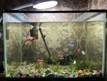 аквариум и рыбки: Продаю аквариум на 100 литров вместе с рыбками и всем необходимым