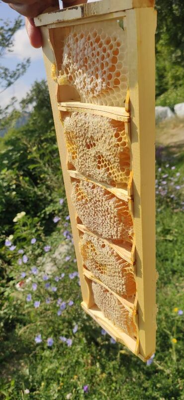 Bal: ELF BEE'S 1977 ECO-PRODUCT FOR HEALTH AND LONGEVITY Tovuzun -da lalafo.az — 20 Bal: ELF BEE'S 1977 ECO-PRODUCT FOR HEALTH AND LONGEVITY Tovuzun — 20