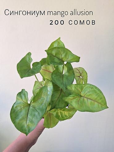 комнатный цвиты: 🌿 Комнатные растения/цветы (детки/молодые растения). 🪴 Названия и цены — 10