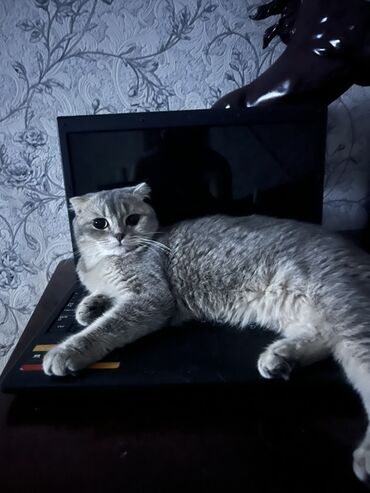 ит мышык: Шотландская вислоухая кошка (Scottish Fold) Описание: - Окрас