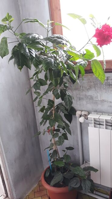 Gül 15 AZN