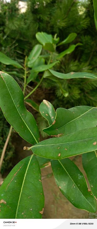 Газон: САЖЕНЦЫ САМШИТЫ саженцы кустарников саженцы магнолии саженцы олеандра at lalafo.kg — 17 Газон: САЖЕНЦЫ САМШИТЫ саженцы кустарников саженцы магнолии саженцы олеандра — 17