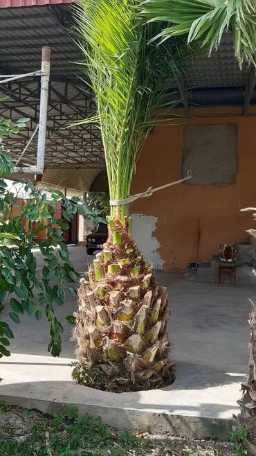 Ağaclar: Bu palma ağacı tropik bir görünüşə malik olub, bağçanıza, həyətinizə — 3
