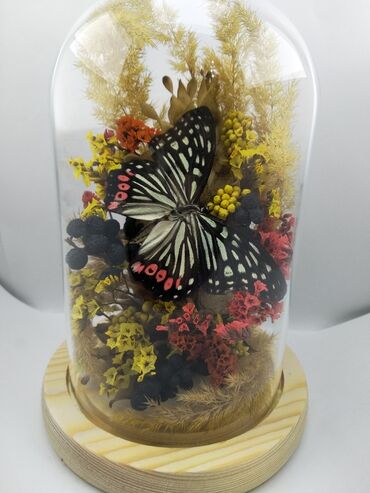 розы в подарок: Настоящие бабочки в колбе, все что внутри вазы - настоящее, живые