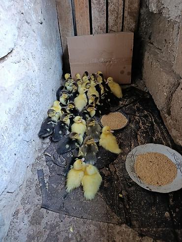 ordək balası və cucə: 4gunluk balalardi qiymət sondu inkubator deyil balalar saglam dilar — 2