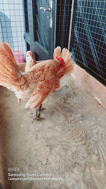 baytarlıq klinikası 24 saat: Sibrayt limonu. Cüt 80 Azn. Damazlıq tam Sağlam. Yalniz Ciddi Alıcı — 5