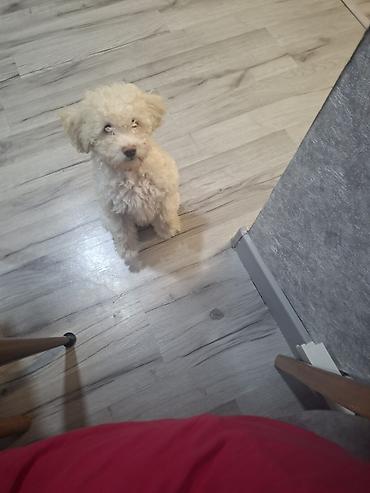 İtlər: Pudel, Dişi — 2