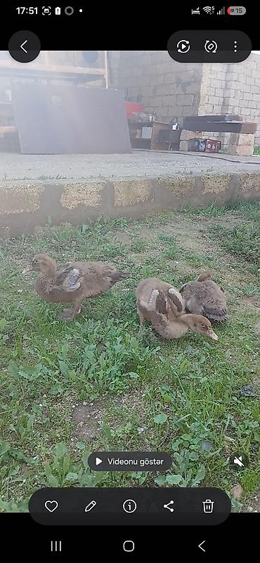 ördək satışı: Satılır ördək balaları. Şəkillərdə bir neçə ədəd ördək balası — 2