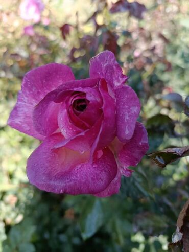 Садовые цветы и кустарники: Садовые розы — срезочные и для посадки Описание: - Разновидности — 8