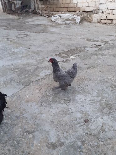 bakida cins ineklerin satisi: Xoruz, Brama, il: 1, Ödənişli çatdırılma