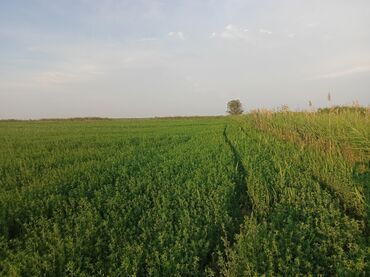 нижня аларча: 600 соток