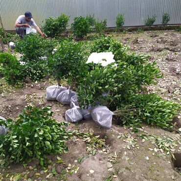 hemise yasil agaclarin adlari v Azərbaycan | BITKI KÖKLƏRI: Hemise yasil agaar razlasma yolu ile bagban isleri agaclarin ekilmesi