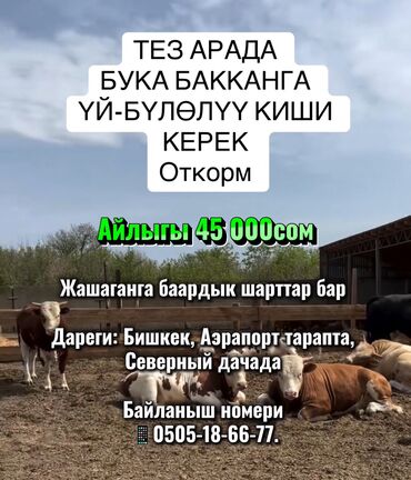 требуется скотники: Талап кылынат Малчы, Төлөм Келишим түрдө, Окутуу