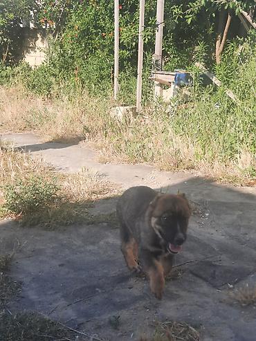 kangal satilik: Kanqal, 2 ay, Erkək, Peyvəndli, Ünvandan götürmə — 4