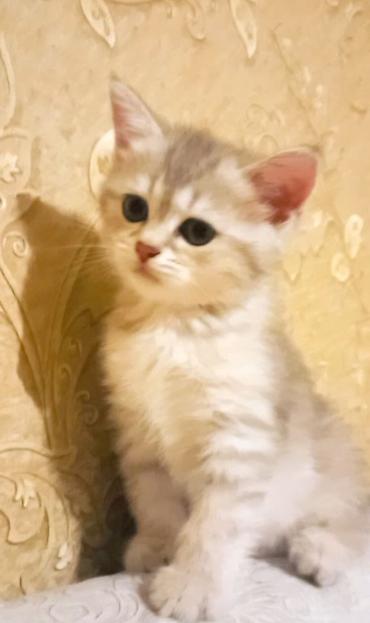 pişik sortlari: Britan, Dişi, Yaxşı əllərə, Ünvandan götürmə — 2