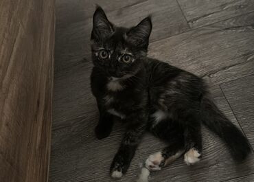 авто обмен на скот: Кошка даром: Скотиш Страйт (Шотландская прямоухая), 4 месяца, Девочка, Приучена к лотку, Проглистована, С прививками