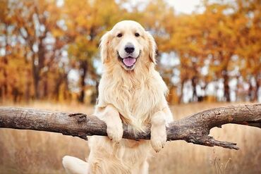 golden it satışı: Retriever, 3 ay, Erkek, Peyvəndli, Ödənişli çatdırılma