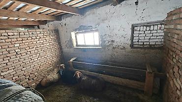 Скотники: Требуется Скотник, Оплата: Ежемесячно — 5