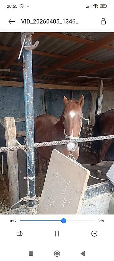 Лошади, кони: Продаю | Жеребец | Дончак — 5