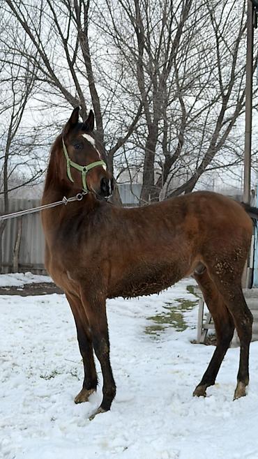 Лошади, кони: Продаю | Жеребец | Для разведения — 9