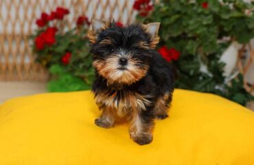 Psi: Yorkshire terijeri (Yorkie) – štenad Na prodaju preslatka štenad mini — 10