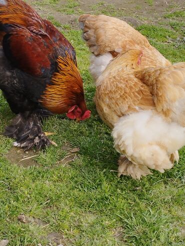 sultan toyuqları: Курица, Brama, Для яиц, Платная доставка
