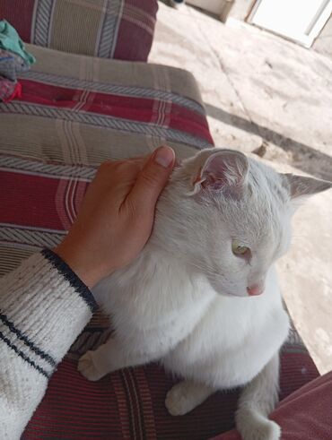 белый кошка: Приму в дар все необходимые вещи для кошки