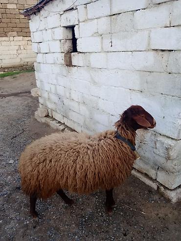 Qoyunlar, qoçlar: Erkək, Qala, il: 1, Damazlıq — 9