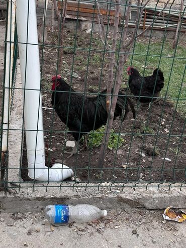 фазаны яйца: Московская чёрная парода тооктун жумурткасы сатылат 200 сом .Таза