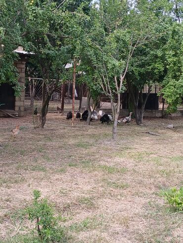 Kənd təsərüfatı heyvanları üçün digər mallar: Salam Arenda veya satmaq Heyvan saxlanılan təsərrüfat/qoyun‑malqar — 10