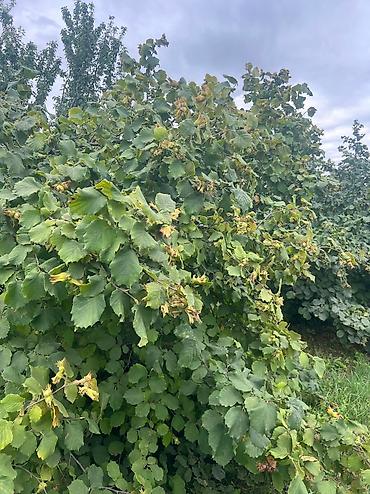 Həyət evləri və villaların satışı: 3 otaqlı, 100 kv. m, Yeni təmirli — 3