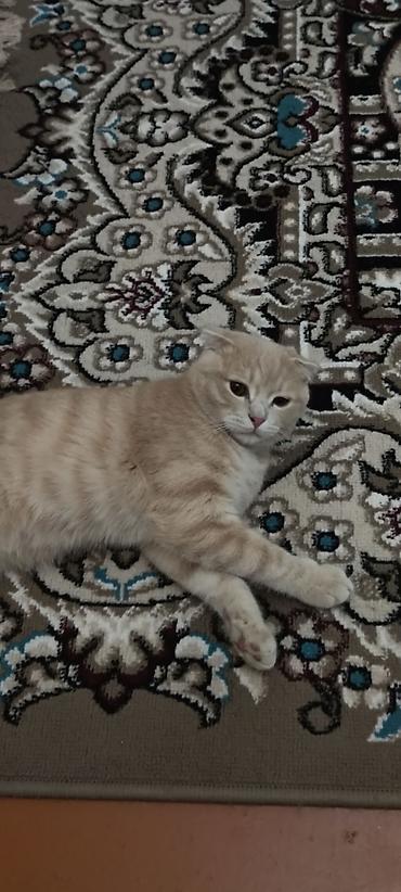 Pişiklər: Şotland — 5