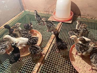 hinduşka: 3 günlük American bronz hinduşka cücələri satılır. Minimum 50 ədəd — 3