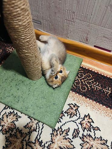 Pişiklər: Şotland — 11