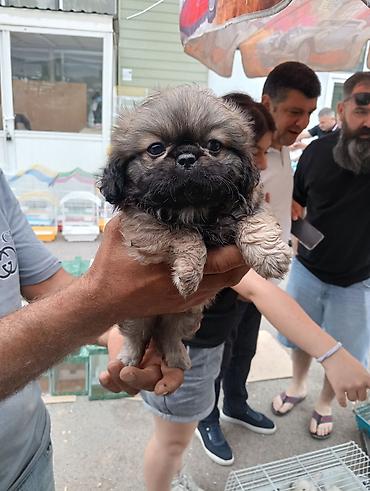 İtlər: Pekines, Sənədli — 9