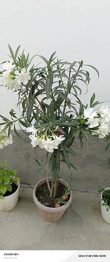 Другие садовые цветы и кустарники: ОЛЕАНДР 
ОЛЕАНДРЫ

Олеандр деревья 

саженцы 3х голичные

детки — 18