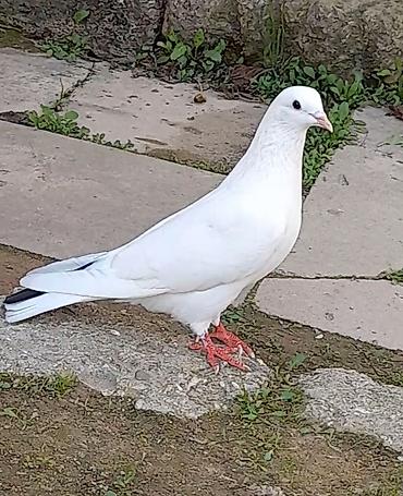 kreditle heyvan satisi: 14 tuk erkey tutulmadi qiymet sondu — 2