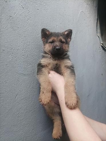 Продажа собак: Щенки немецкой овчарки 01.01.26 мальчик и девочка - Порода: немецкая — 7