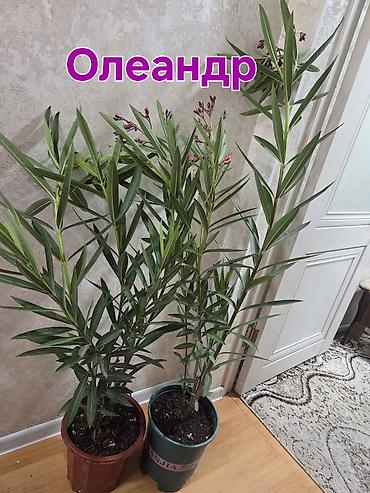 кашпо для орхидей: Олеандр в горшке (Nerium oleander) - Крупное комнатное/балконное — 3
